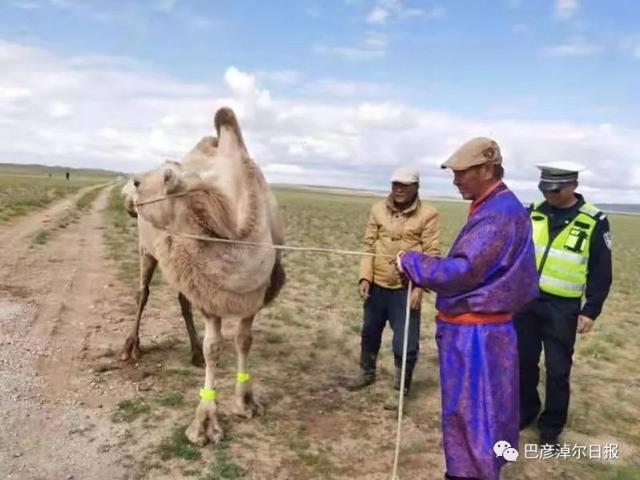 mongolia interior bayannaoer lleva cinta reflectante para las piernas de los camellos
